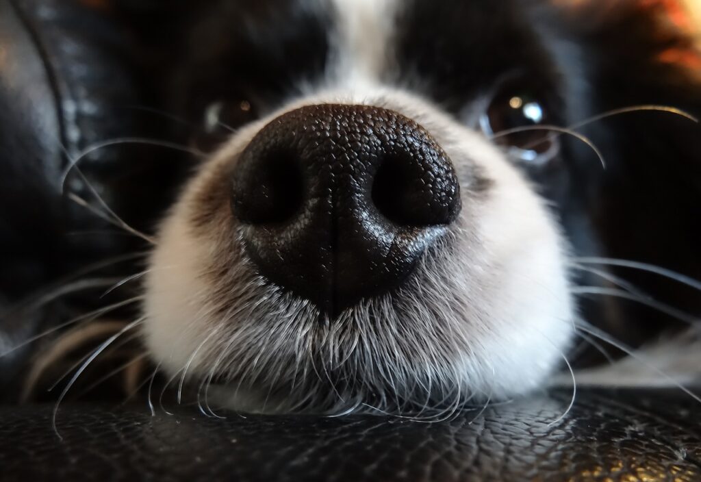 イヌの鼻
